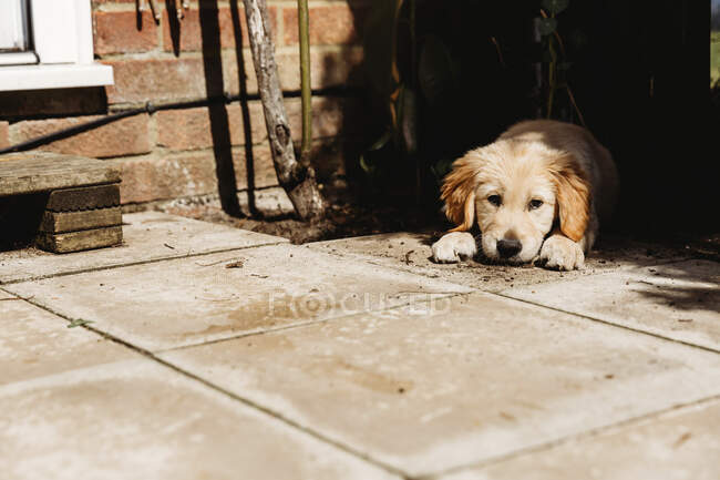 Cute golden retriever labrador puppy lying down on patio — Stock Photo