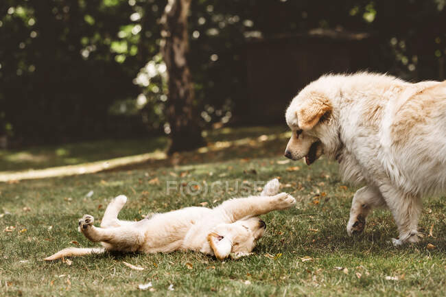 Cute golden retriever cachorro acostado en la espalda jugando con perro de raza mixta - foto de stock