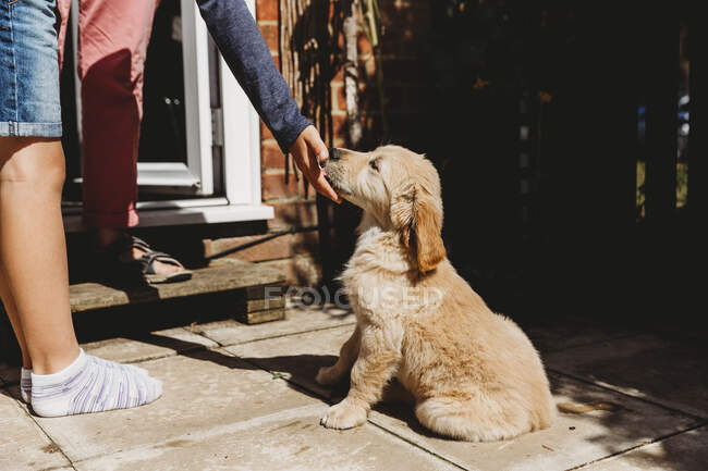 Cute golden retriever labrador puppy sitting licking child's hand — Stock Photo