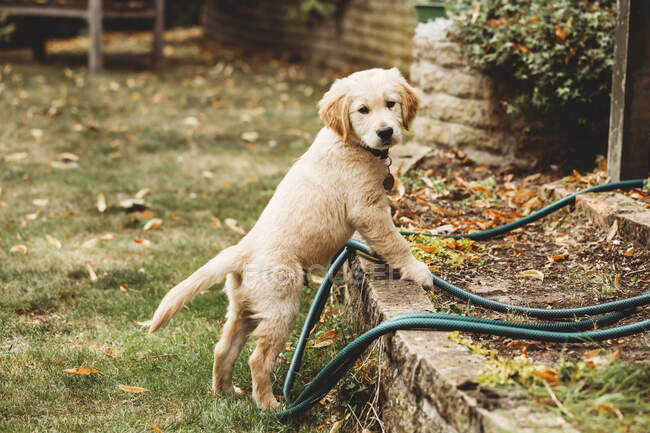 Golden retriever labrador puppy standing up on wall looking at camera — Stock Photo