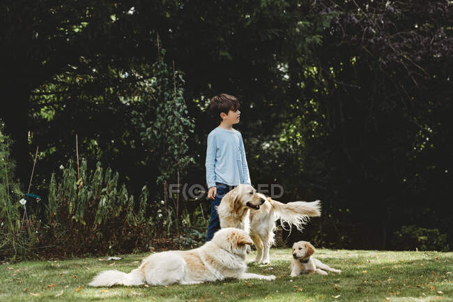 Мальчик, стоящий во дворе с золотыми собаками-ретриверами и щенком — стоковое фото