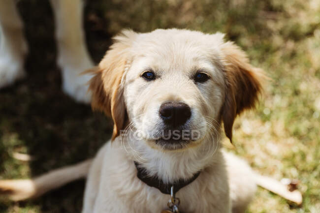 Golden Retriever Labrador Cachorro Headshot - foto de stock