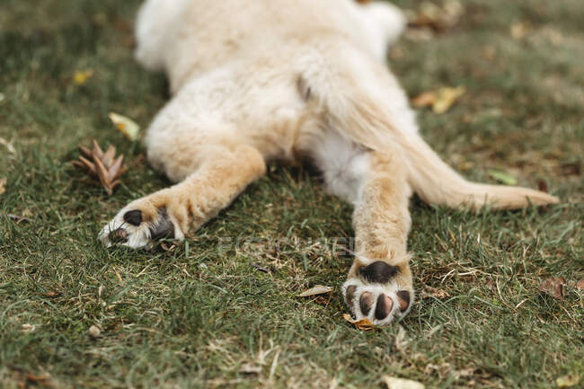 Rear view of labrador puppy dog paws lying dog — Stock Photo