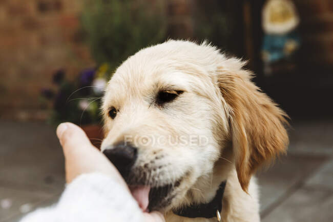 Primer plano de perro labrador retriever dorado lamiendo la mano - foto de stock