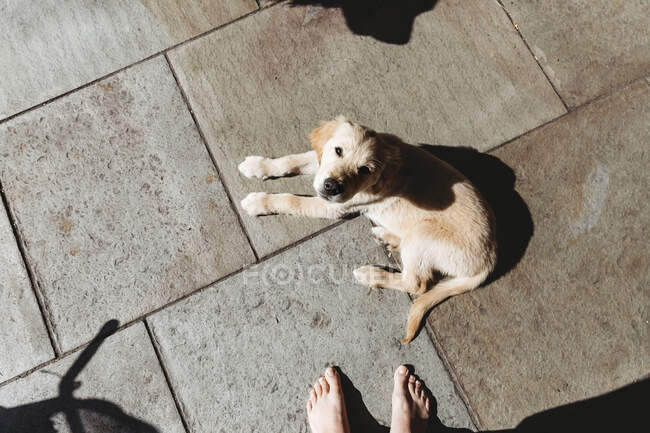 Overhead view of golden retriever labrador puppy dolying down on patio — Stock Photo