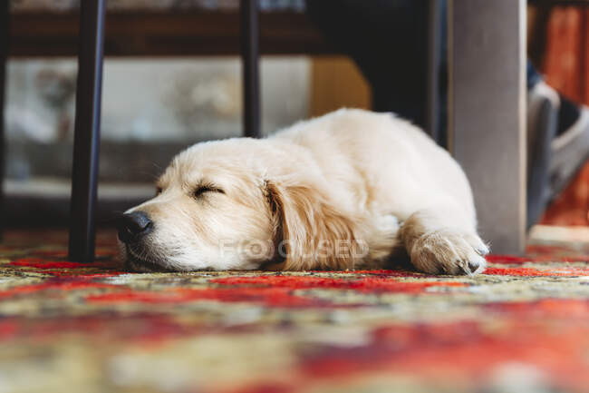 Vue à angle bas de labrador golden retriever chiot chien sommeil — Photo de stock