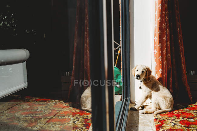 Милый золотистый ретривер лабрадор щенок сидит у раздвижной двери — стоковое фото