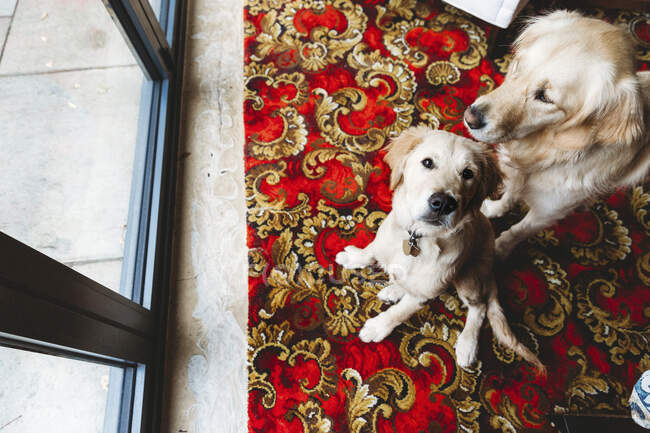 Overhead view of golden retriever labrador puppy and golden retriever — Stock Photo