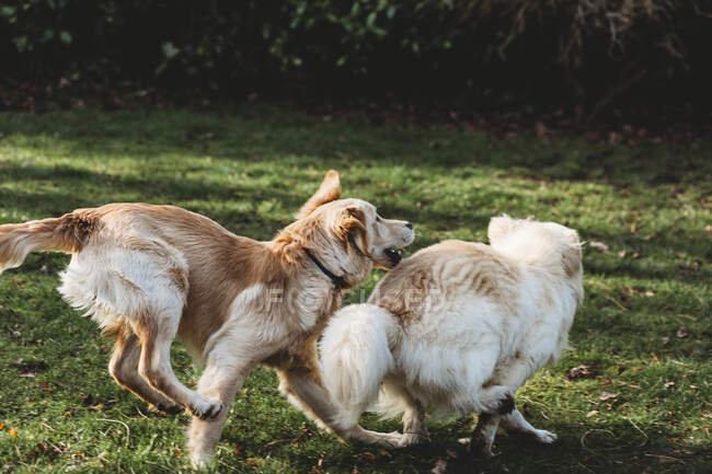 Deux chiens jaunes labrador golden retriever jouant à la chasse — Photo de stock