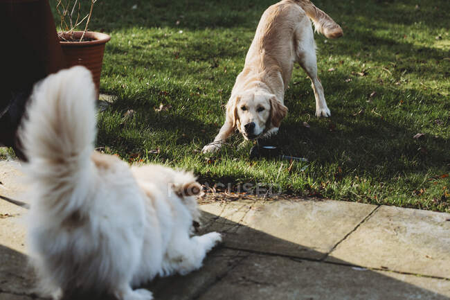 Two dogs in downward dog pose asking to play — Stock Photo