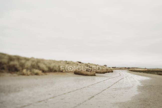 Huellas de neumáticos en la arena entre dunas de arena y marismas - foto de stock