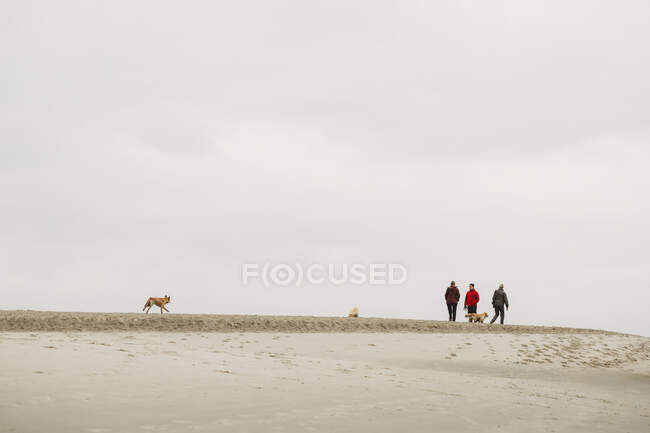 Семья с собаками гуляет по песчаному пляжу в пасмурный зимний день — стоковое фото