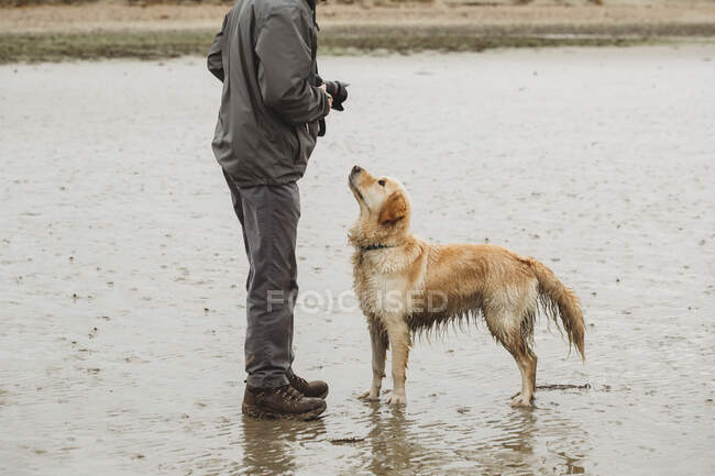 Golden retriever perro en la playa mirando al propietario - foto de stock