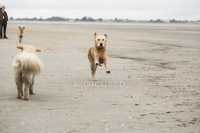 Golden Retriever Labrador rennt am Strand auf Kamera zu — Stockfoto