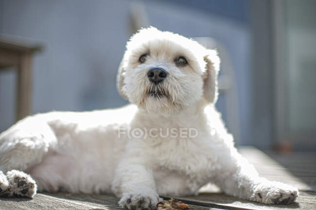 Белая собака внимательно смотрит вверх, лежа на солнце. — стоковое фото