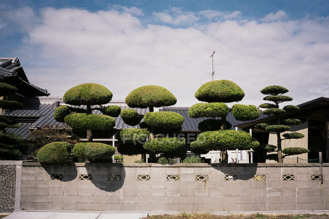 Manicured trees outside a Japanese House — Stock Photo