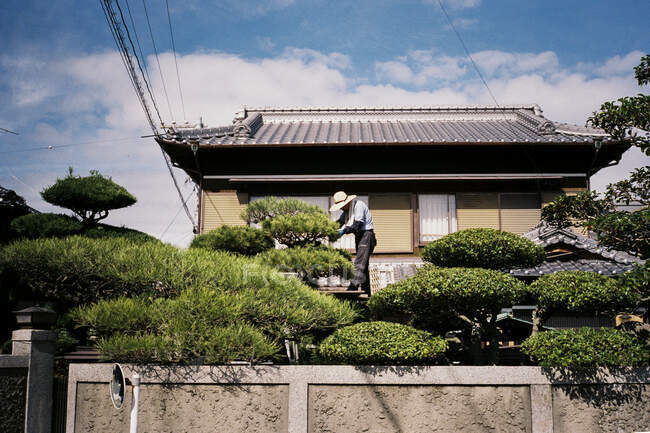 Japanese gardener manicuring trees outside — Stock Photo