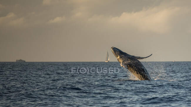 Baby Humpback Whale Breaching in Maui, Hawaii, USA — стокове фото
