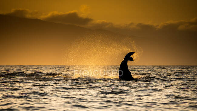 Buckelwal-Schwanz mit Wasserspray bei Sonnenuntergang, Maui, Hawaii, USA — Stockfoto