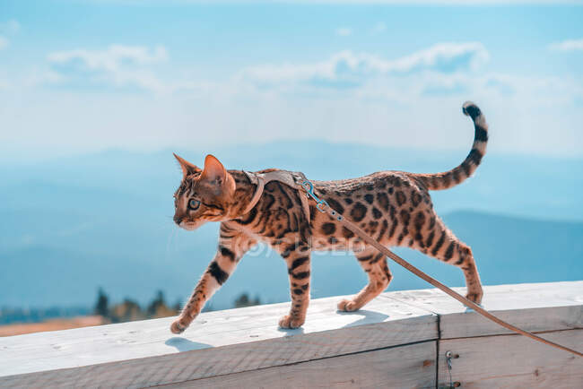 Gato de bengala jovem em uma coleira em um contexto de montanhas — Fotografia de Stock