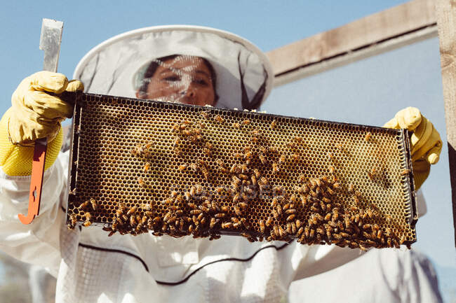 Apiculteur tenant des abeilles en costume d'abeille — Photo de stock