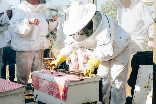Бджолярі працюють на громадському вулику — стокове фото