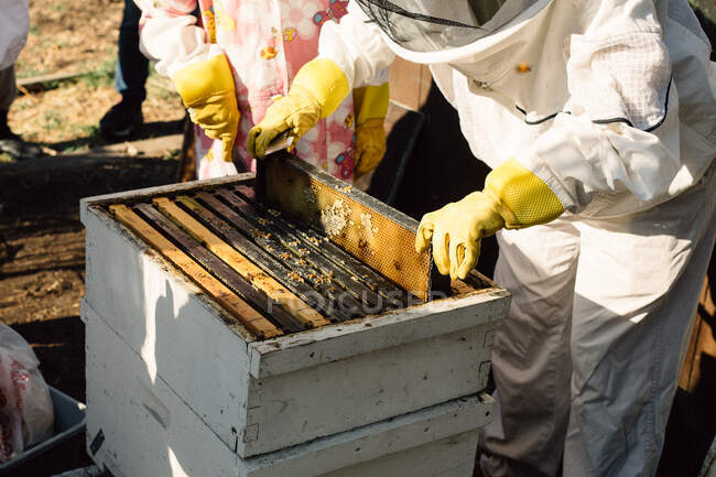 Выносить мед на пчелиной ферме — стоковое фото