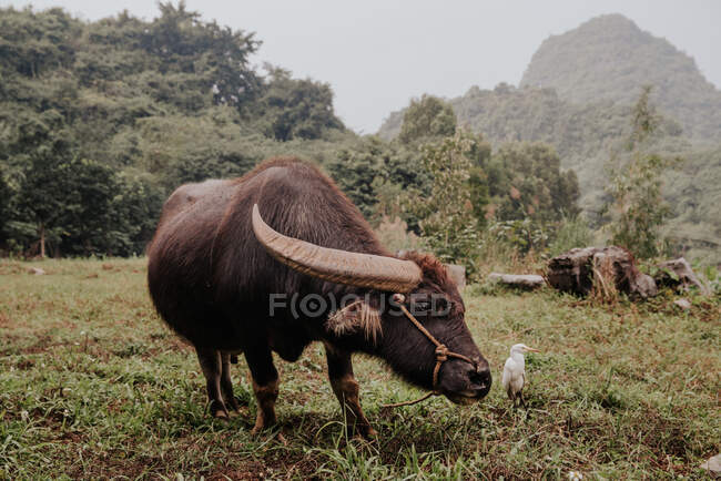 Búfalo asiático comendo em um campo verde em Ninh Binh, Vietnã — Fotografia de Stock