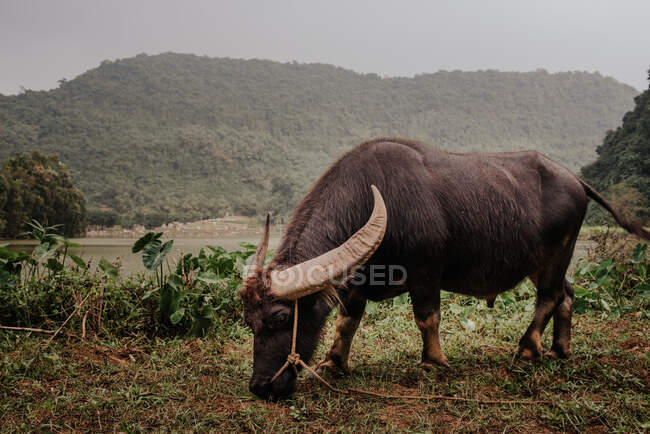 Un primer plano de un búfalo de pie en el prado - foto de stock