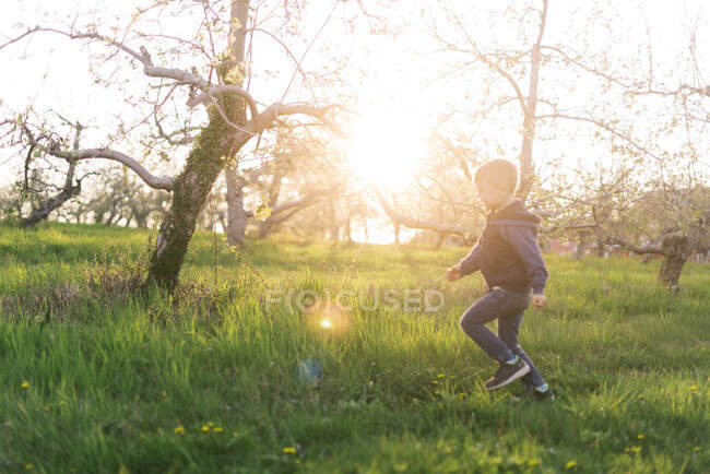 Un niño corriendo en un huerto al atardecer. - foto de stock