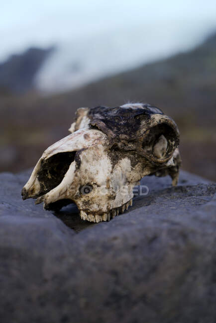 Cráneo de animal muerto en la roca - foto de stock
