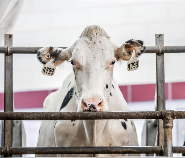 Granja lechera en Wisconsin, vaca en granero - foto de stock