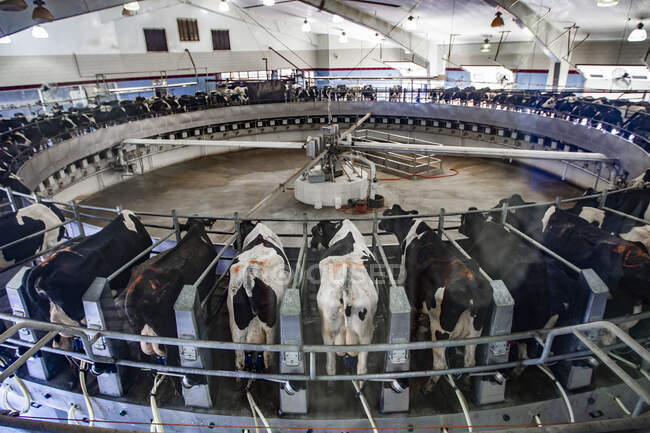 Granja lechera en Wisconsin, ordeño de vacas - foto de stock