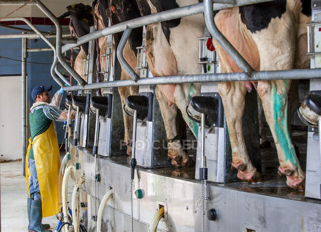 Fazenda leiteira em Wisconsin com vacas em unidade de ordenha automatizada — Fotografia de Stock