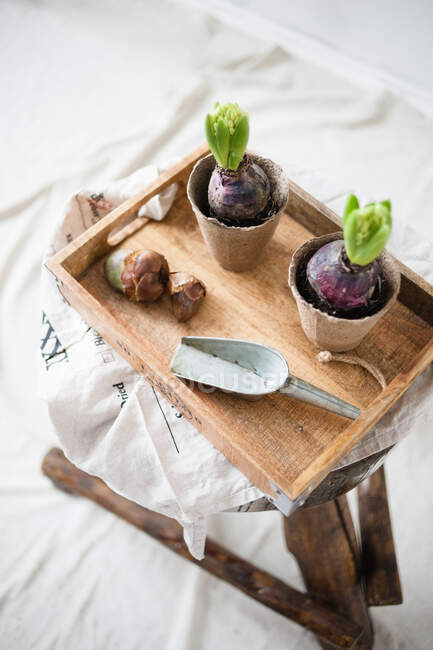 Home transplant plants. Bulbous flowers and trowel in wooden tray. — Stock Photo