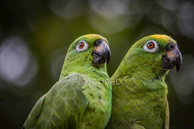 Pássaros da amazônia-nuca-escamosa (Amazona mercenaria) — Fotografia de Stock
