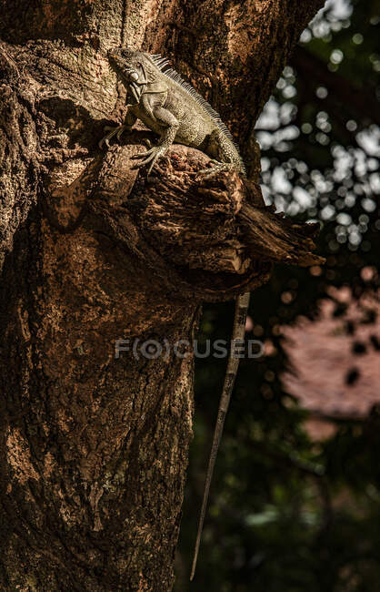 Iguanas vagan libremente en Yopal en la región del Casanare de Colombia - foto de stock