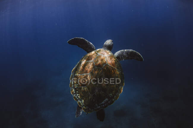 Tortuga marina en el agua sobre fondo natural - foto de stock