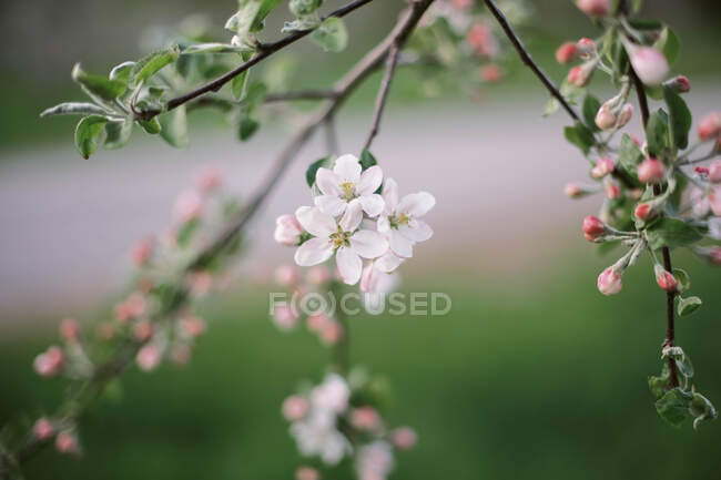 Belles fleurs blanches dans le jardin en arrière-plan, gros plan — Photo de stock