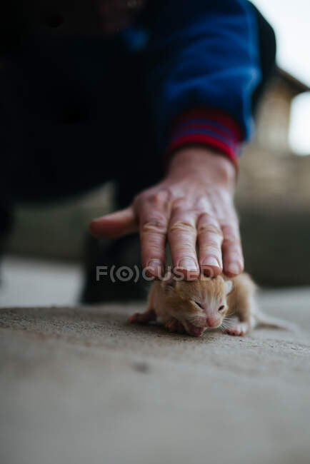 Крупный план руки пожилой женщины и маленького котенка — стоковое фото