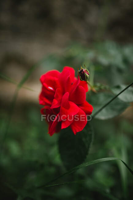 Red flower rose in the garden on background, close up — Fotografia de Stock