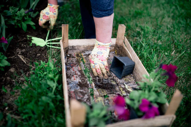 Женщина руки посадки зеленых растений в саду — стоковое фото
