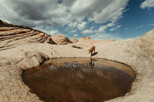 Dog and beautiful view of the mountains in the desert — Stock Photo