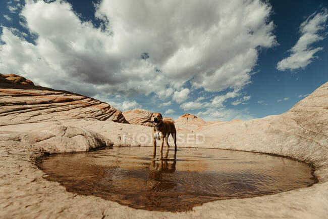 Dog and beautiful view of the mountains in the desert — Stock Photo