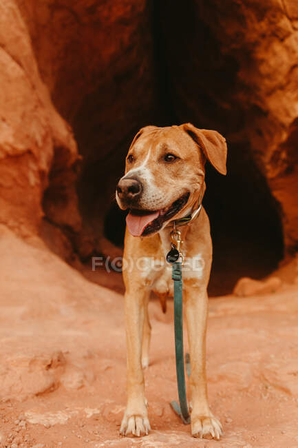 Perro en la entrada de la cueva del desierto con vistas a los suburbios de St. George Utah - foto de stock