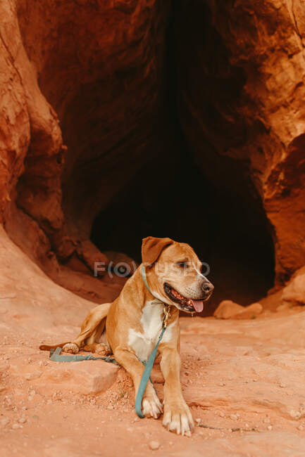 Chien à l'entrée de la grotte du désert surplombant la banlieue de St. George Utah — Photo de stock