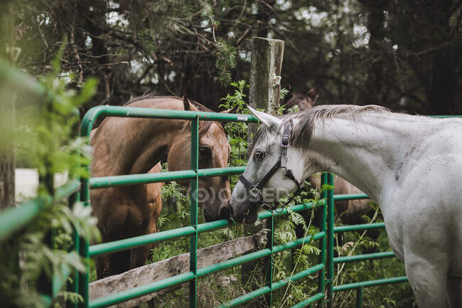 Two beautiful horses on nature background — Stock Photo