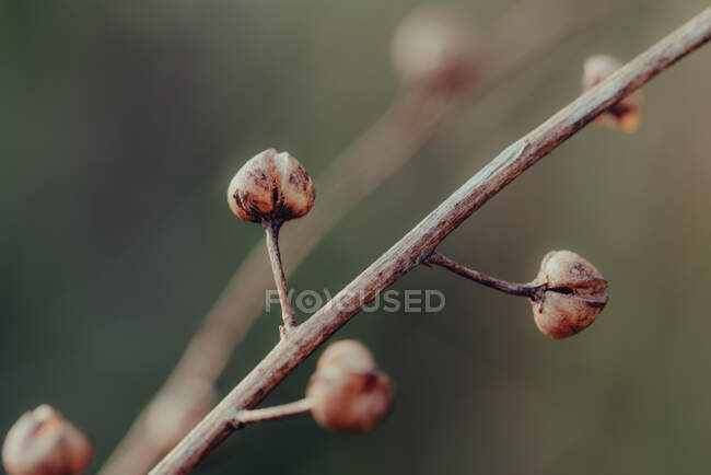 Close-up shot of beautiful plant on nature background — Stock Photo