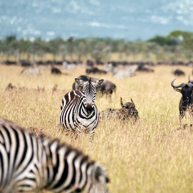 Zebra in der Savanne Kenias auf Naturhintergrund — Stockfoto
