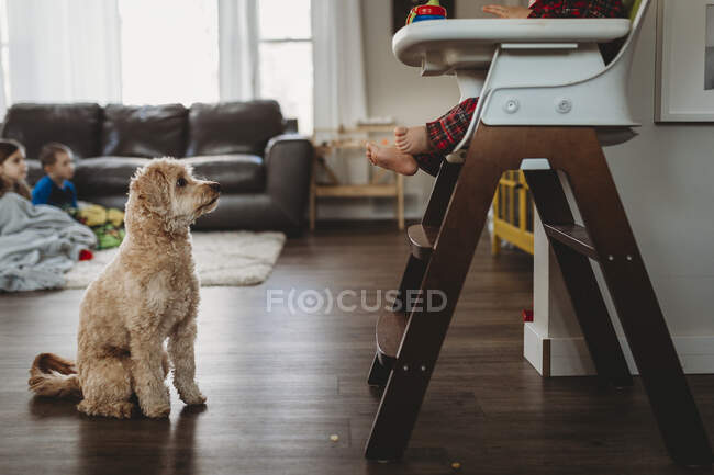 Pet dog begging for food below toddler sitting in highchair — Stock Photo